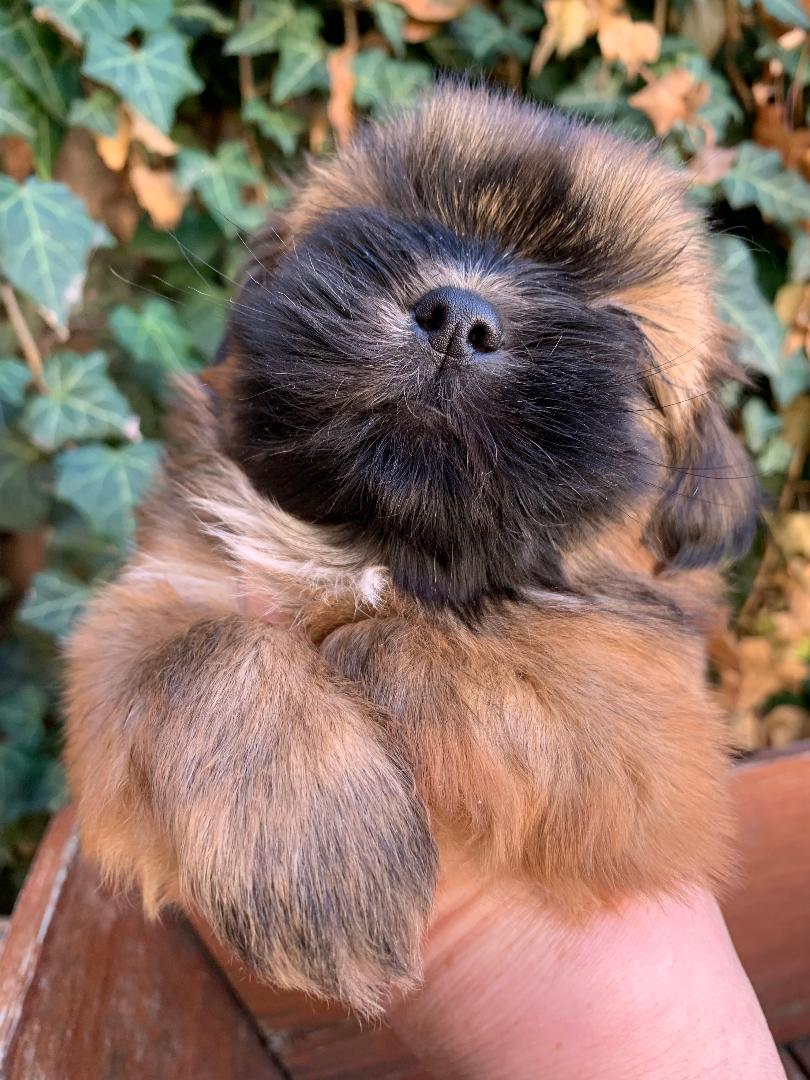 22bb5maleshouartaban6se